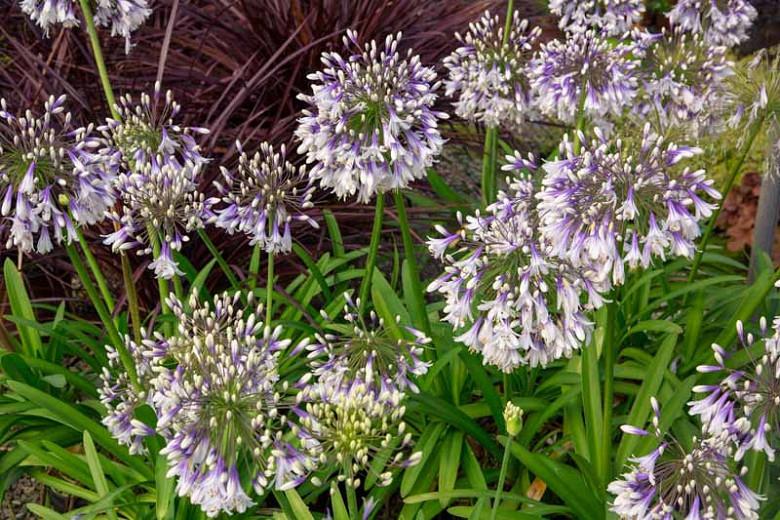 Agapanthus 'Fireworks', African Lily 'Fireworks', Lily of the Nile 'Fireworks', White flower, White Agapanthus, White African Lily
